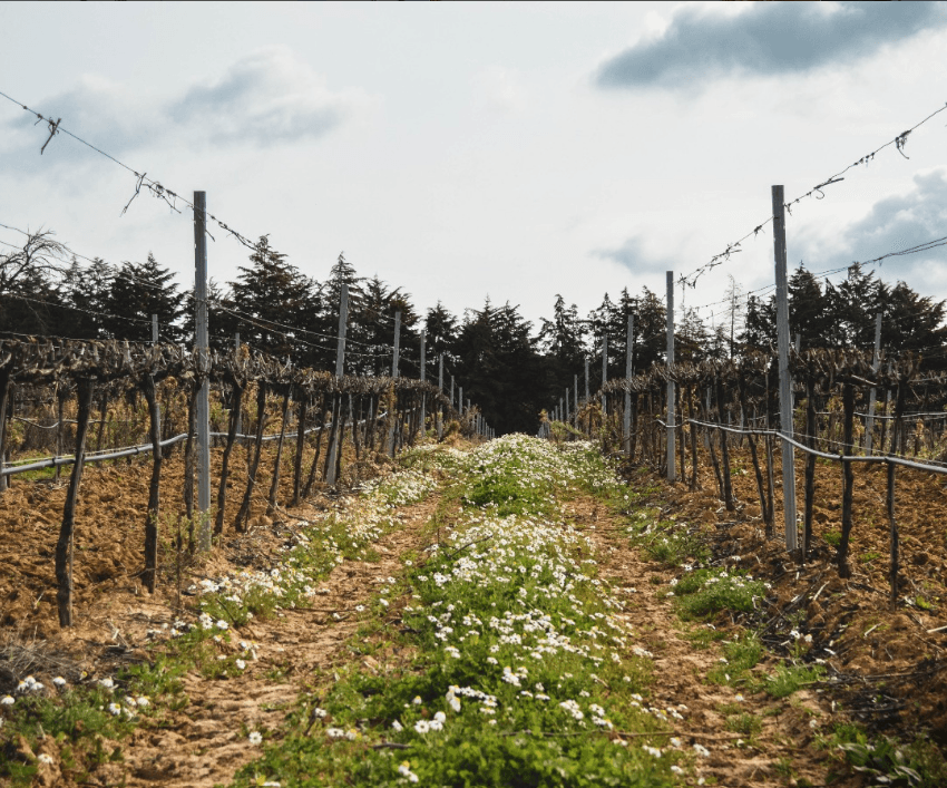 Vinho do Tejo: o frescor português que surpreende