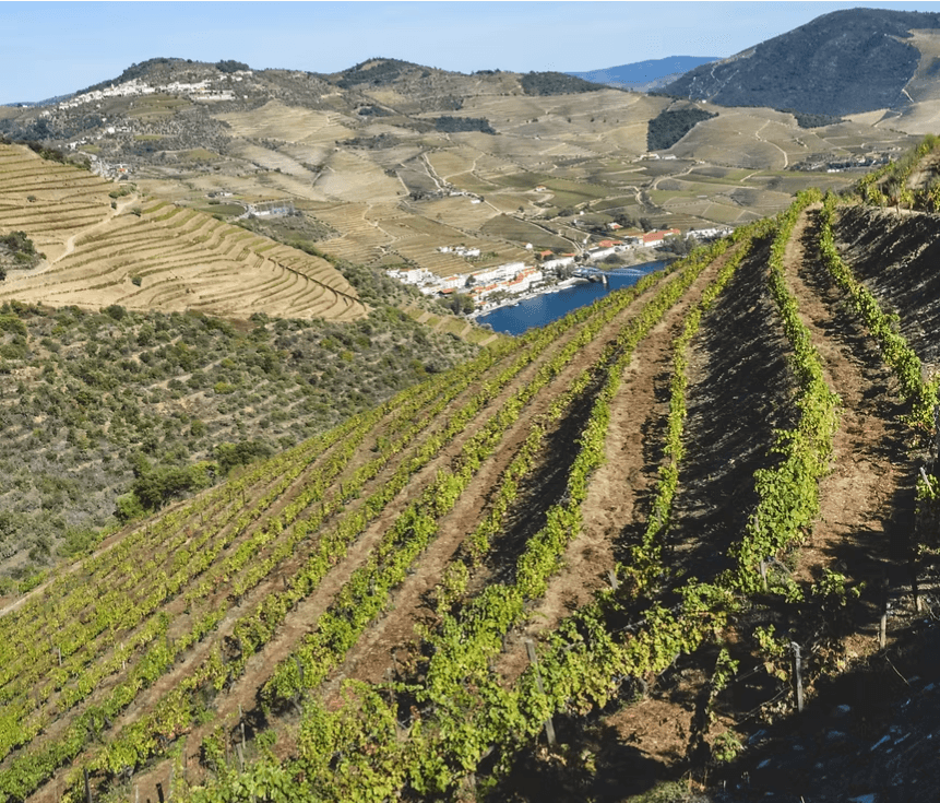 Vinhos do Douro: o que torna a região única