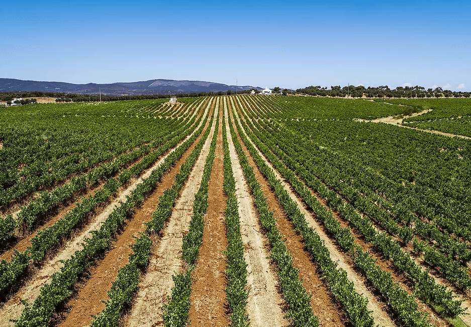 Descubra o Alentejo em uma taça