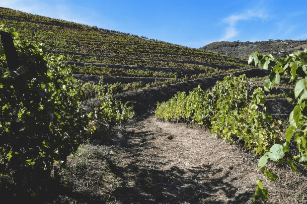 Guia rápido das uvas portuguesas